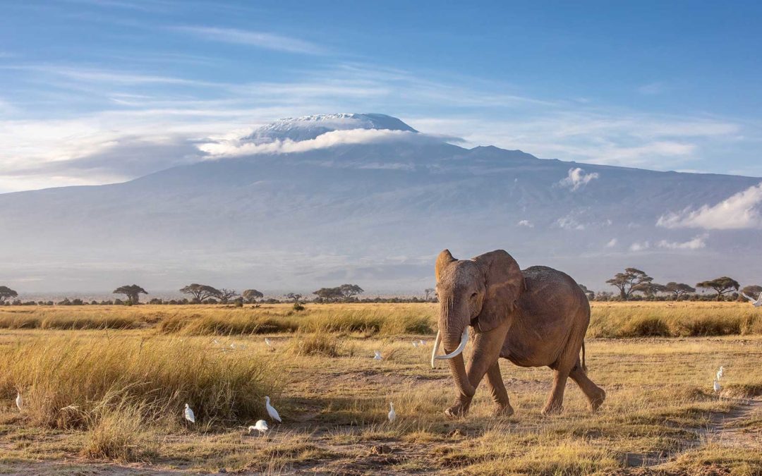 LE MEILLEUR DU KENYA