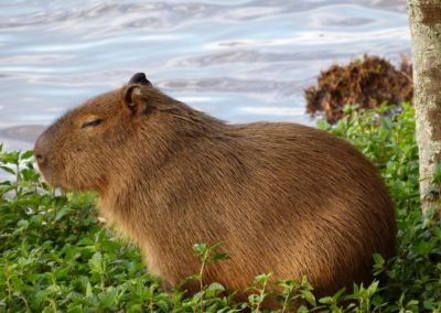 capybara
